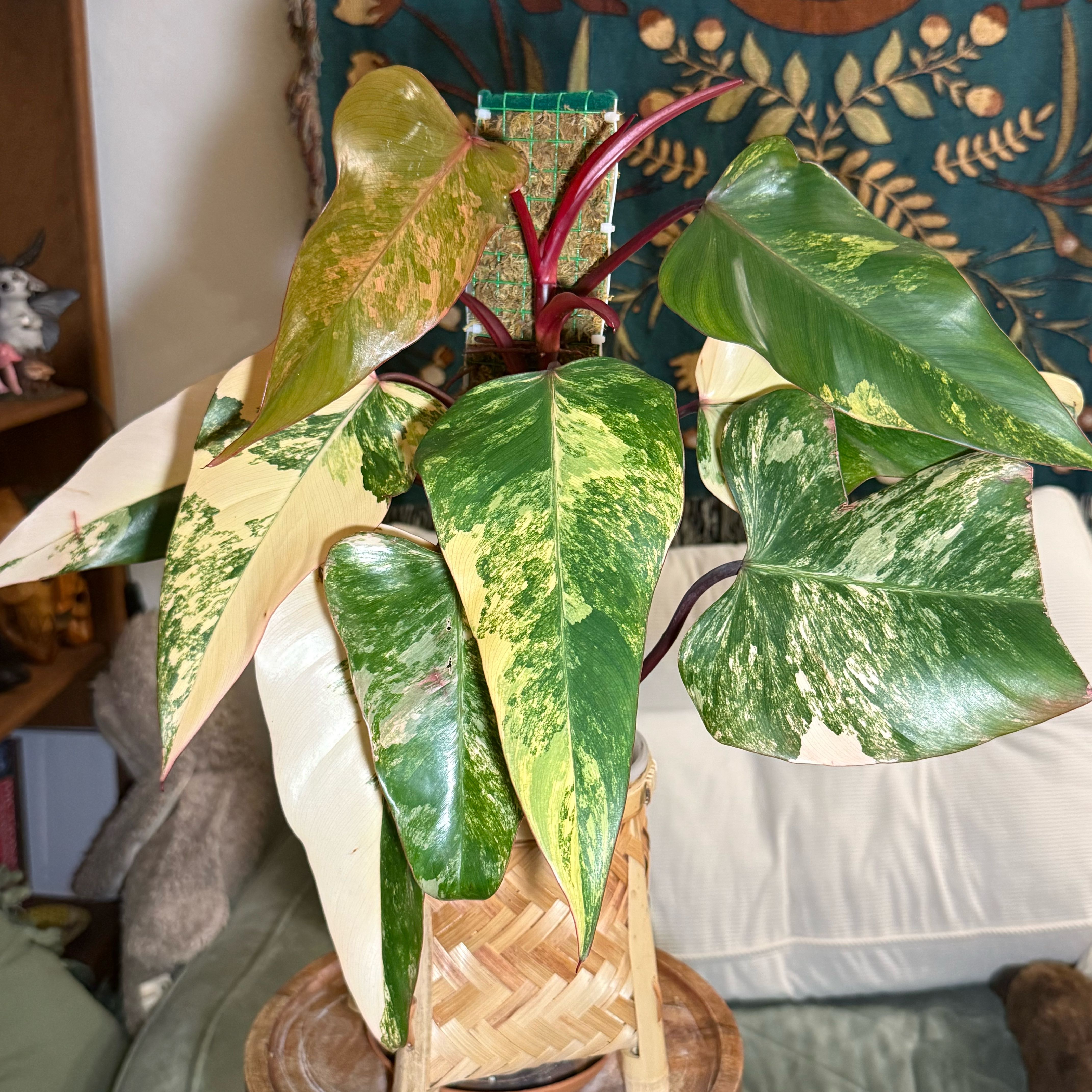Photo of the plant species Strawberry Shake Philodendron by @HypnoticChives named Frenchie on Greg, the plant care app