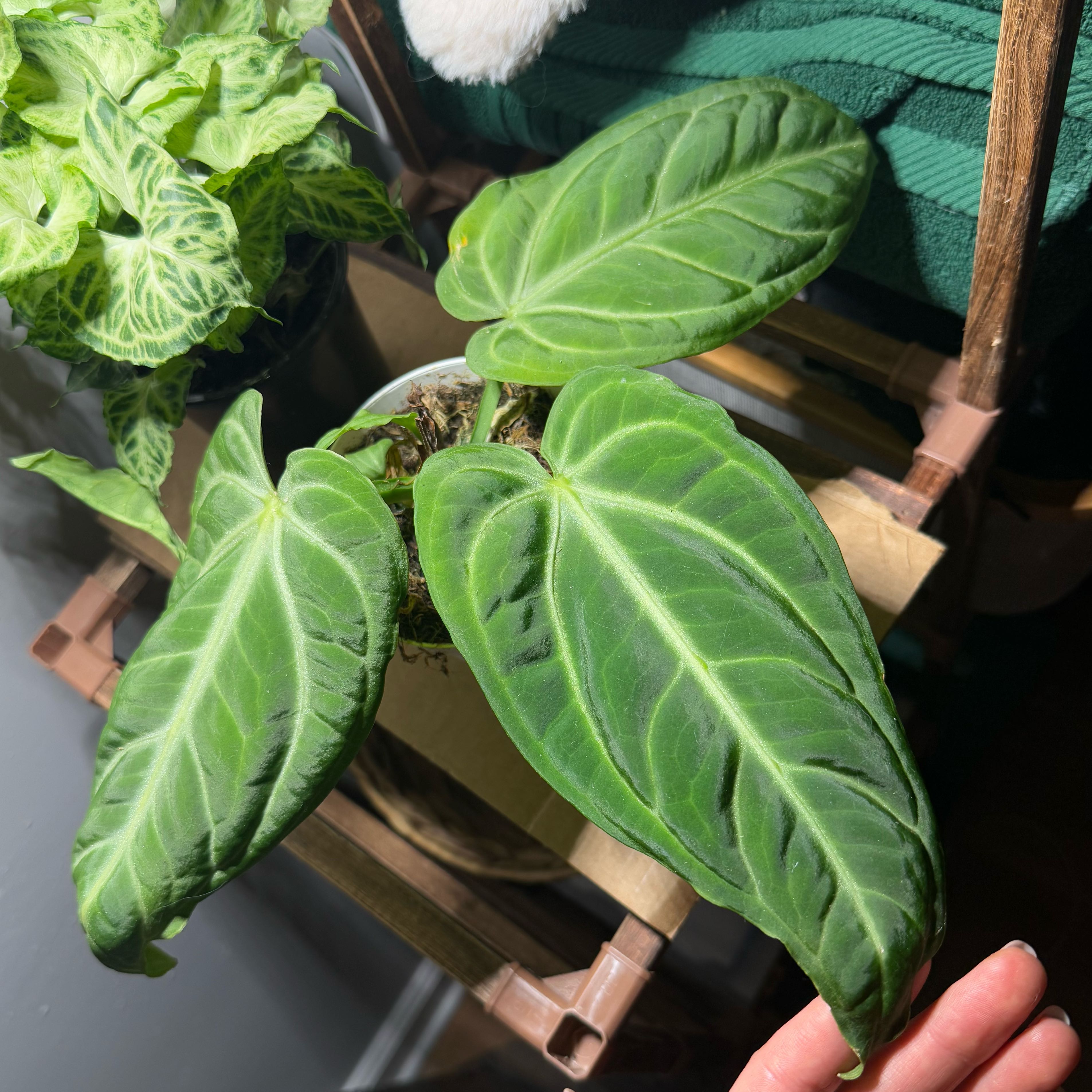 Photo of the plant species Anthurium ‘Villenaorum’ by @HypnoticChives named Reina on Greg, the plant care app