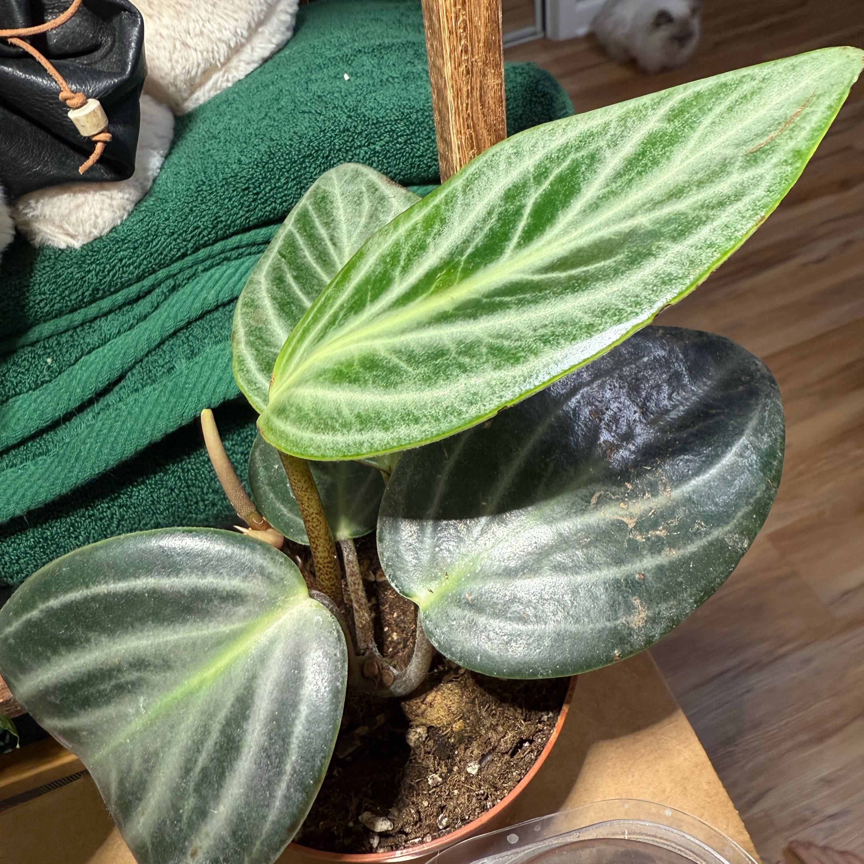Photo of the plant species Pep. Maculosa by @HypnoticChives named Speck on Greg, the plant care app