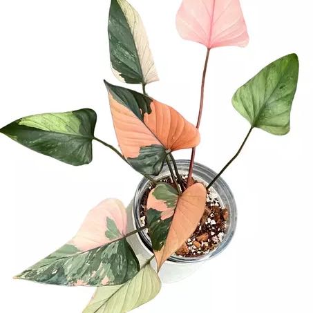 Photo of the plant species Homalomena Pink Diamond by @HypnoticChives named Pax on Greg, the plant care app