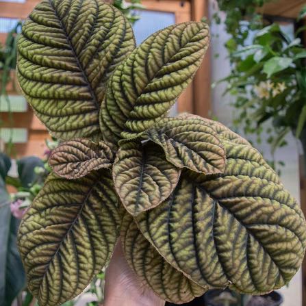 Photo of the plant species Ardisia 'Cool Fire' by @HypnoticChives named Keanu Leaves on Greg, the plant care app