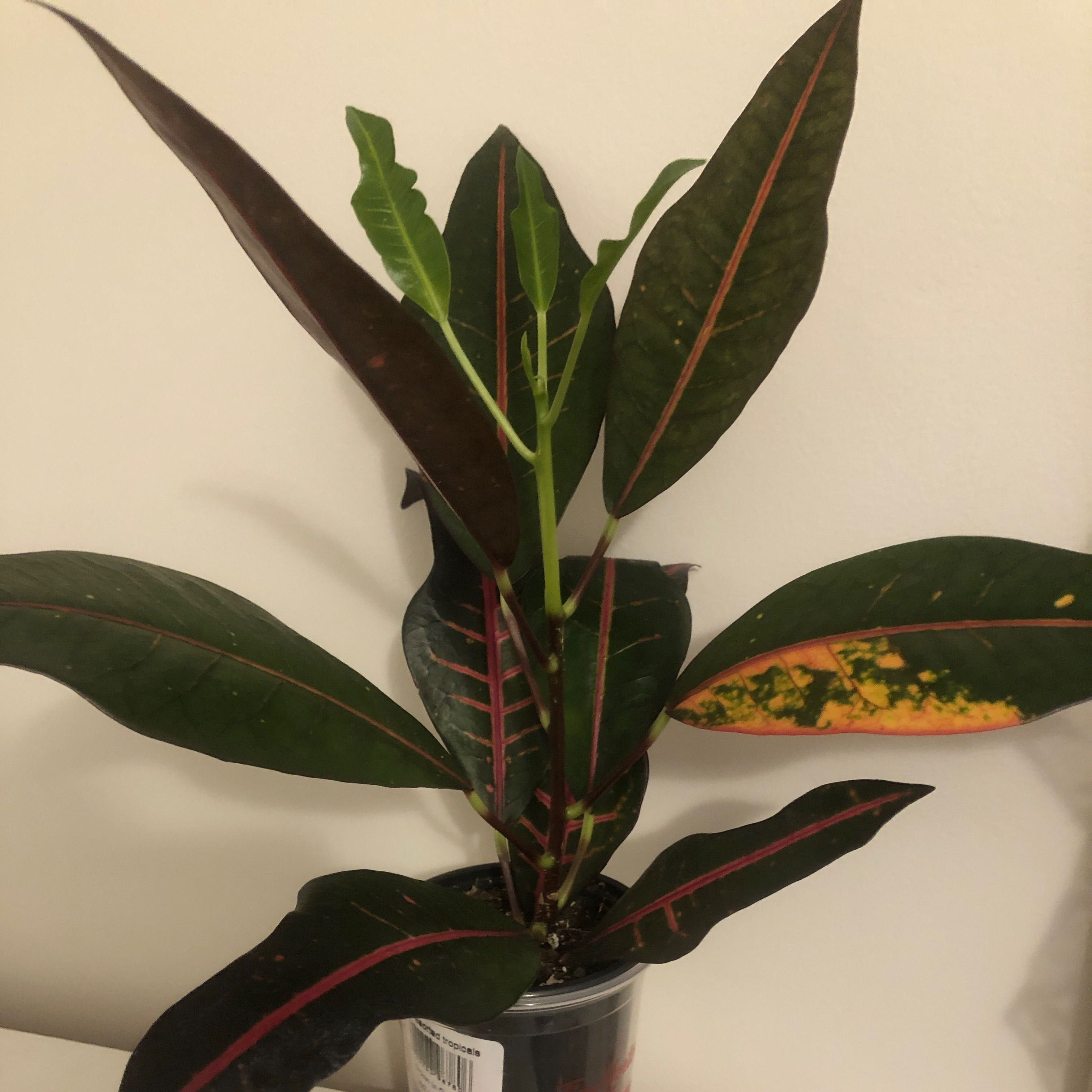 Photo of the plant species Croton Nervia by @LuxuryLuckycoin named Scarlett on Greg, the plant care app
