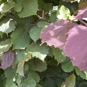 Photo of the plant species Common Filbert by @MajorLargethyme named Diana on Greg, the plant care app