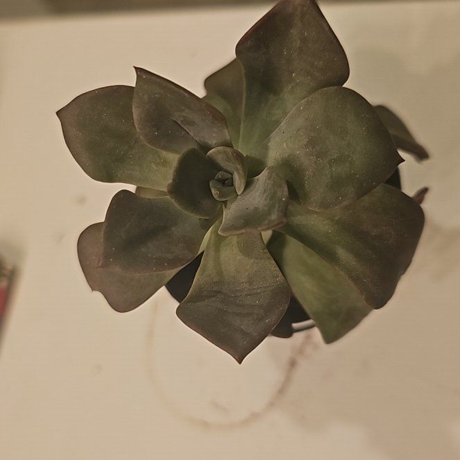 Photo of the plant species Echeveria 'Jessica' by @CyberSquid named Jessica on Greg, the plant care app