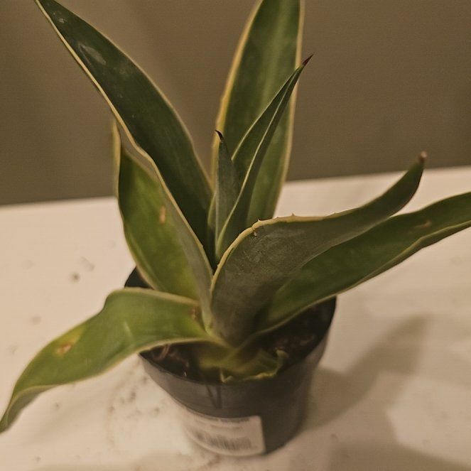 Photo of the plant species Agave desmetiana 'Variegata' by @CyberSquid named Aria on Greg, the plant care app