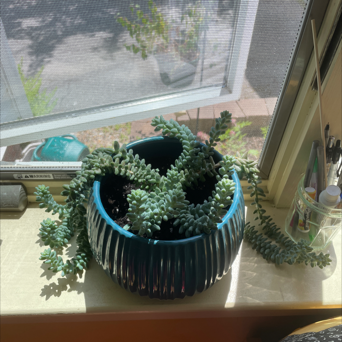 Burro's Tail plant photo by Nora named Pedro on Greg, the plant care app.