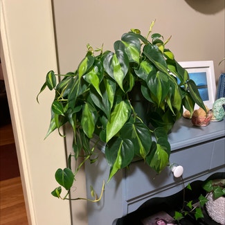 Philodendron Brasil plant in Bangor, Maine