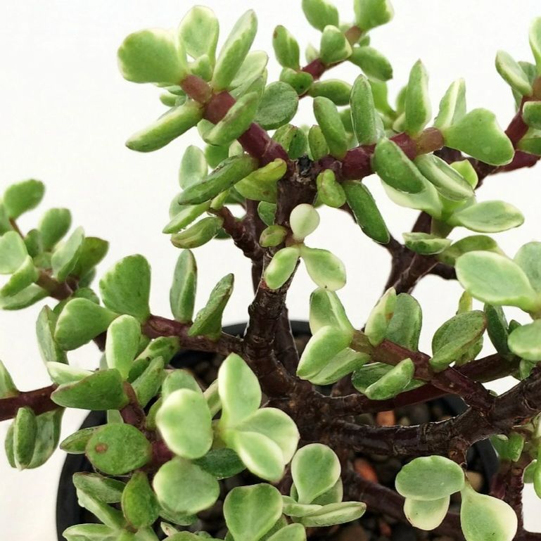 Photo of the plant species Jade.plant by @Hdm007 named Luna on Greg, the plant care app