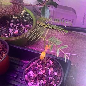 Photo of the plant species Blue Moon Wisteria by @TastyDaboecia named Duke on Greg, the plant care app