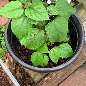 Photo of the plant species Rose Glorybower by @Thecalmingpatio named Luna on Greg, the plant care app