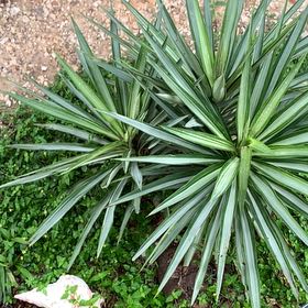 Photo of the plant species Aloe Yucca by @Thecalmingpatio named Ronaldo on Greg, the plant care app