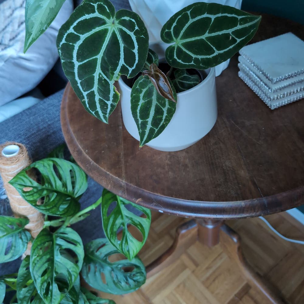 Anthurium crystallinum hybrid | A plant by @Jojolim731 on Greg Anthurium crystallinum hybrid | A plant by @Jojolim731 on Greg