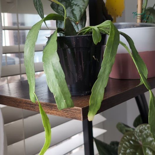 Photo of the plant species Red Coral Rhipsalis by @PoignantEllisia named Rambo on Greg, the plant care app