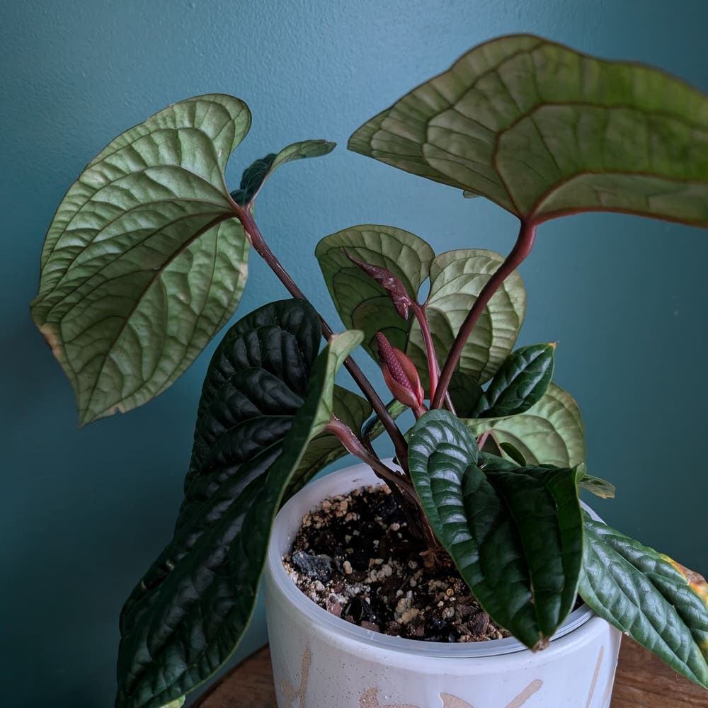 ❤️ Anthurium 'Queen of Hearts' Is a Perennial ❤️ Anthurium 'Queen of Hearts' Is a Perennial