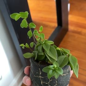 Photo of the plant species Low Peperomia by @DrivenGuepinia named Hanks on Greg, the plant care app