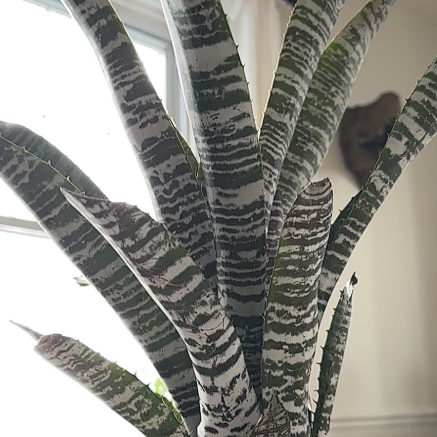 Photo of the plant species Amazonian Zebra Plant by @DrivenGuepinia named Viola Davis on Greg, the plant care app