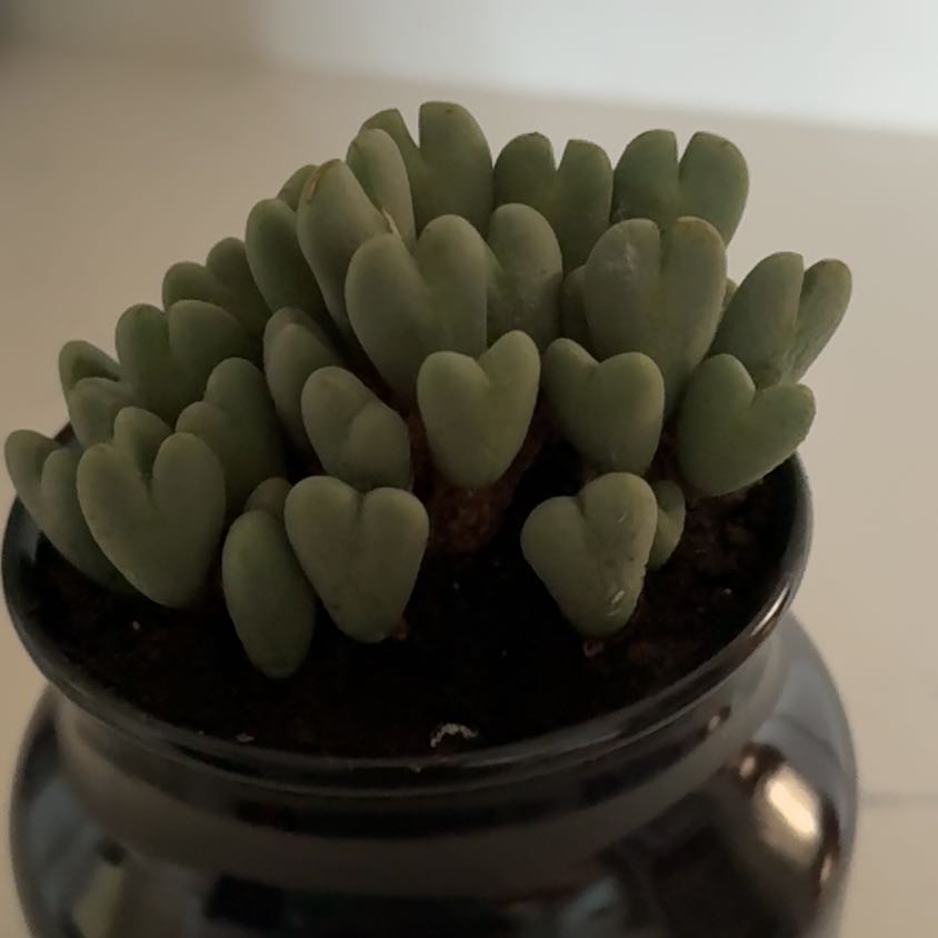Photo of the plant species Living Pebble by @DrivenGuepinia named Tator tot on Greg, the plant care app