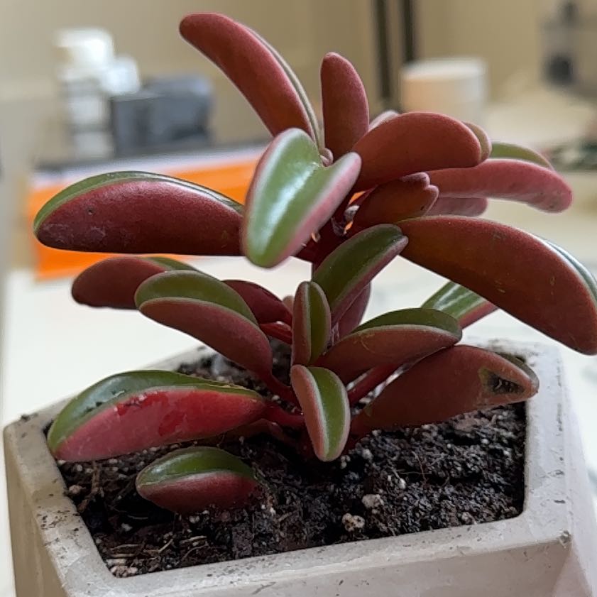 Photo of the plant species Ruby Glow Peperomia by @DrivenGuepinia named Winston on Greg, the plant care app
