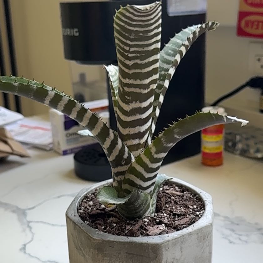 Photo of the plant species Amazonian Zebra Plant by @DrivenGuepinia named Howie on Greg, the plant care app