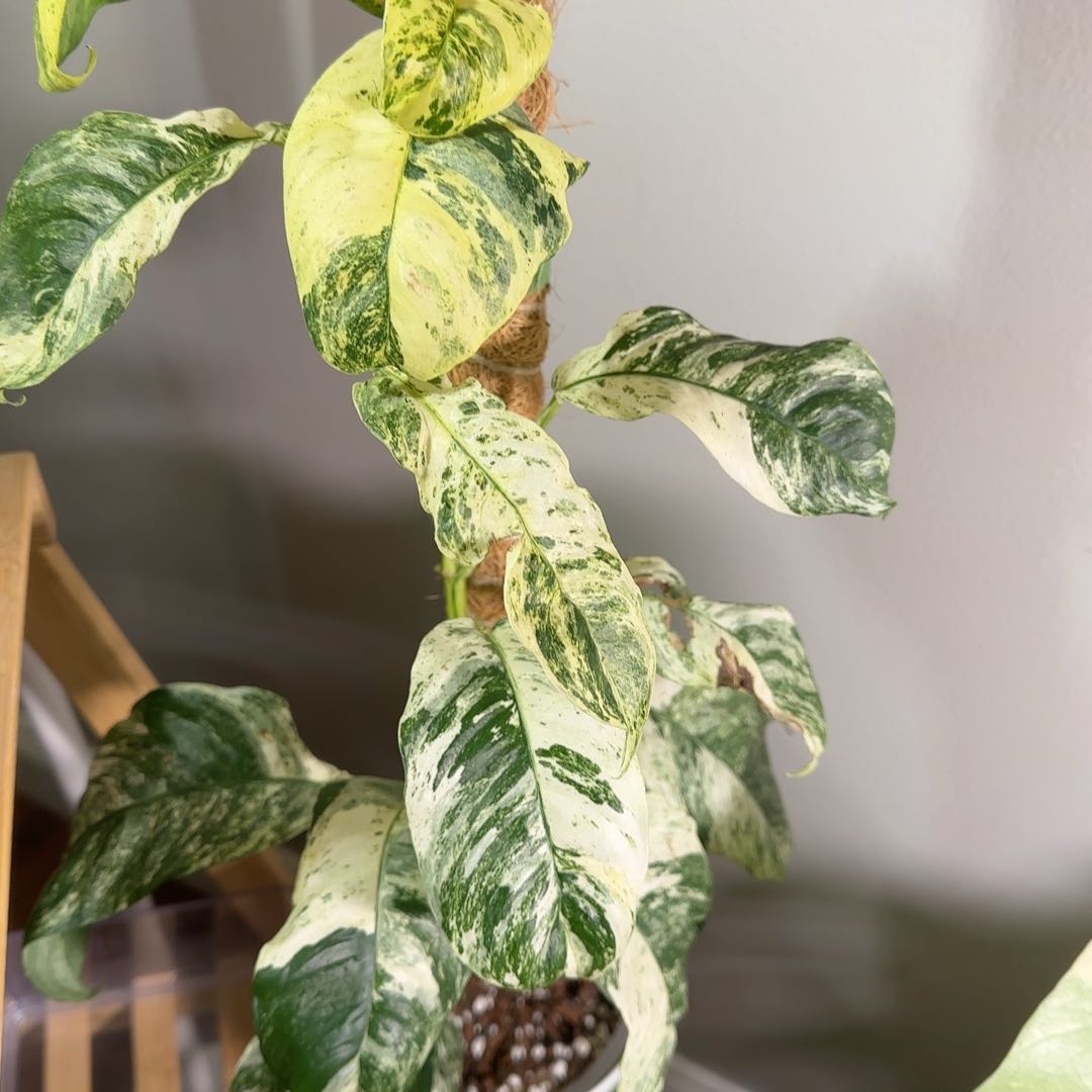 Photo of the plant species Rhaphodorphia puberela by @RowanandFig named Ralphie the Rhaphy on Greg, the plant care app