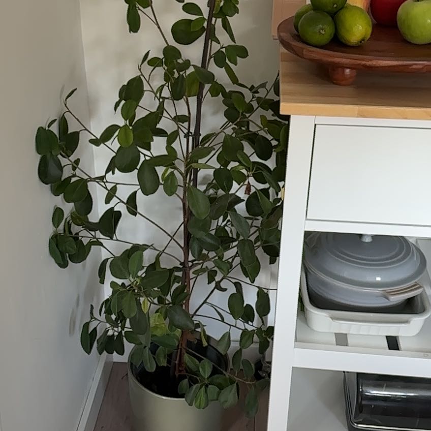 Photo of the plant species Indian Laurel by @GracedAlpinefir named Sigmund on Greg, the plant care app