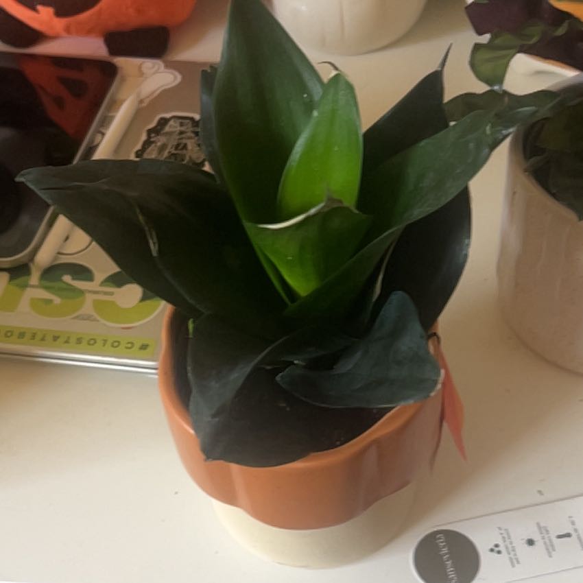 Photo of the plant species Star Sansevieria by @SizableRyebrome named Gates on Greg, the plant care app