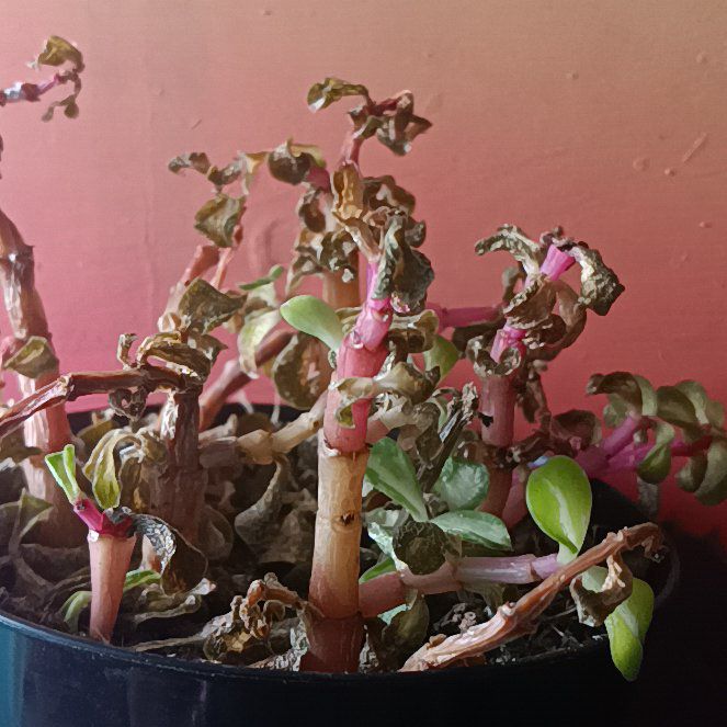 Photo of the plant species portulacaria by @TopSaucerplant named Clyde on Greg, the plant care app