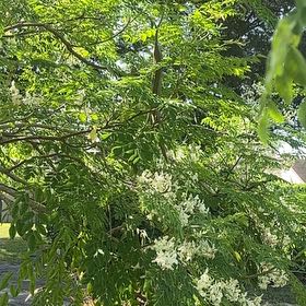 Photo of the plant species Benzoil Tree by @RechercheFern named Harry on Greg, the plant care app