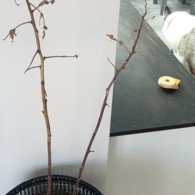 Photo of the plant species Golden Evergreen Raspberry by @StellarSeaoxeye named Bruce Lee on Greg, the plant care app