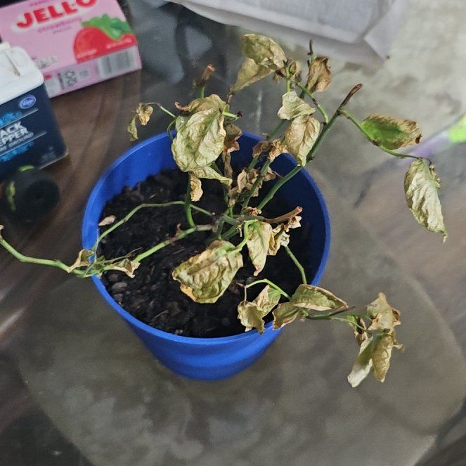 Photo of the plant species Southern Highbush Blueberry by @ChampLeucospora named Baesil on Greg, the plant care app