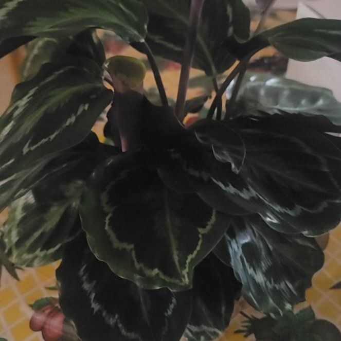 Photo of the plant species Prayer Plant by @MarkedlyDill named Sonora on Greg, the plant care app