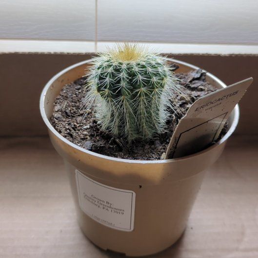 Photo of the plant species Parodia warasii by @OAOLuis named Remington on Greg, the plant care app