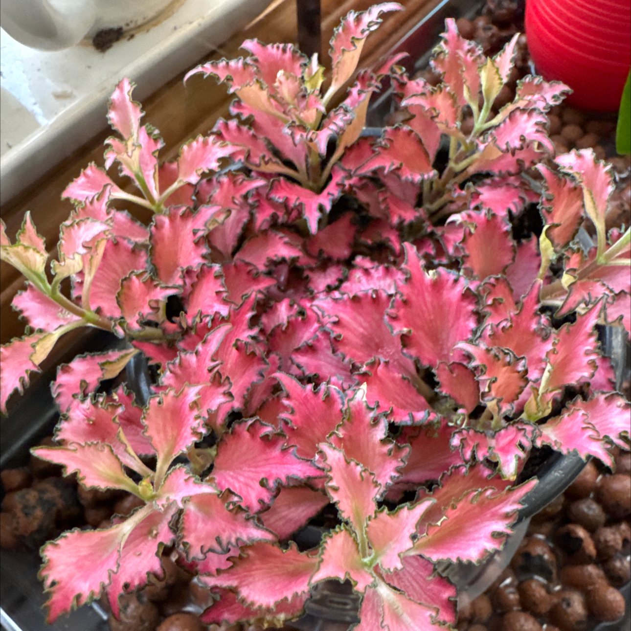 Photo of the plant species Nerve Plant by @PoetFalseashok named Nerve plant on Greg, the plant care app