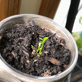 Photo of the plant species Satsuma by @PoetFalseashok named Sumo Satsuma on Greg, the plant care app