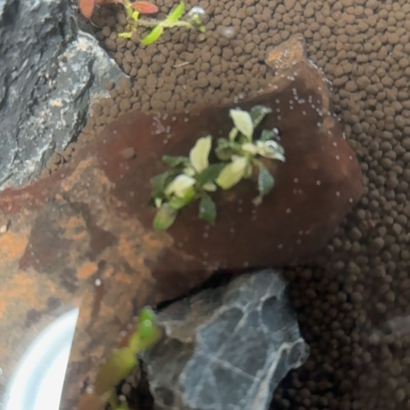 Plant care for Nana Petite White on Greg, the plant care app