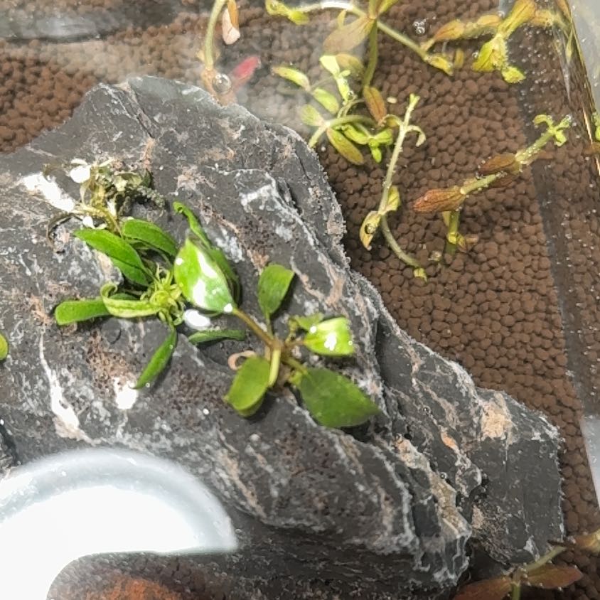 Photo of the plant species Aquatic Mini Purple by @PoetFalseashok named Bucephalandra Lamandau Mini Purple on Greg, the plant care app