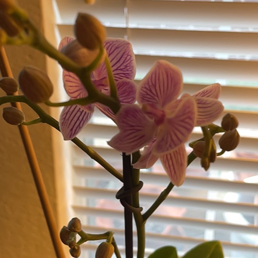 Photo of the plant species Striped Sun Orchid by @HomelyRosemary named Beyonce on Greg, the plant care app