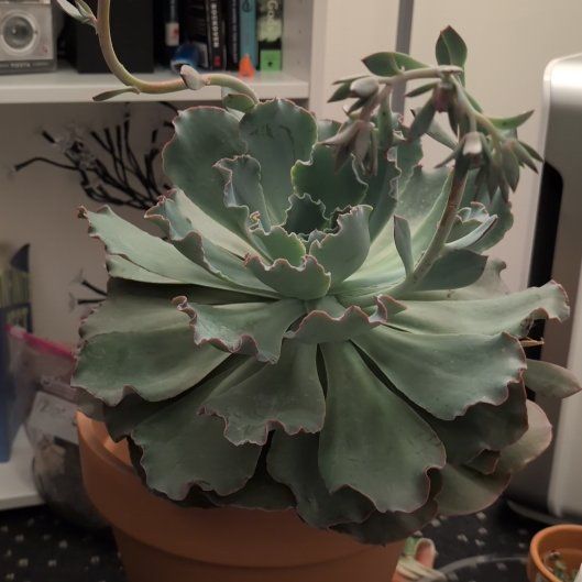 Photo of the plant species Echeveria 'Sahara' by @Bread52487 named Derryl on Greg, the plant care app