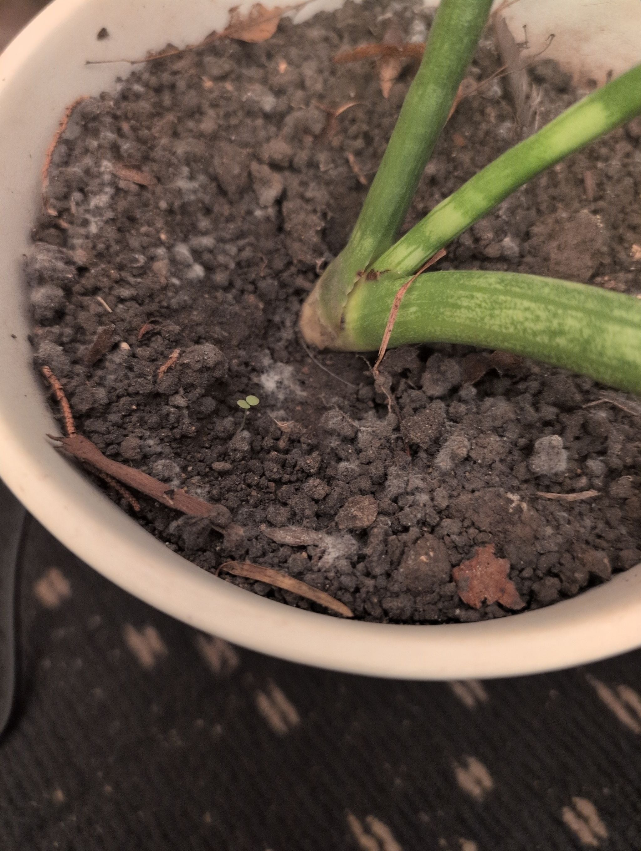 Best Soil for Your African Spear Plant 🗡️