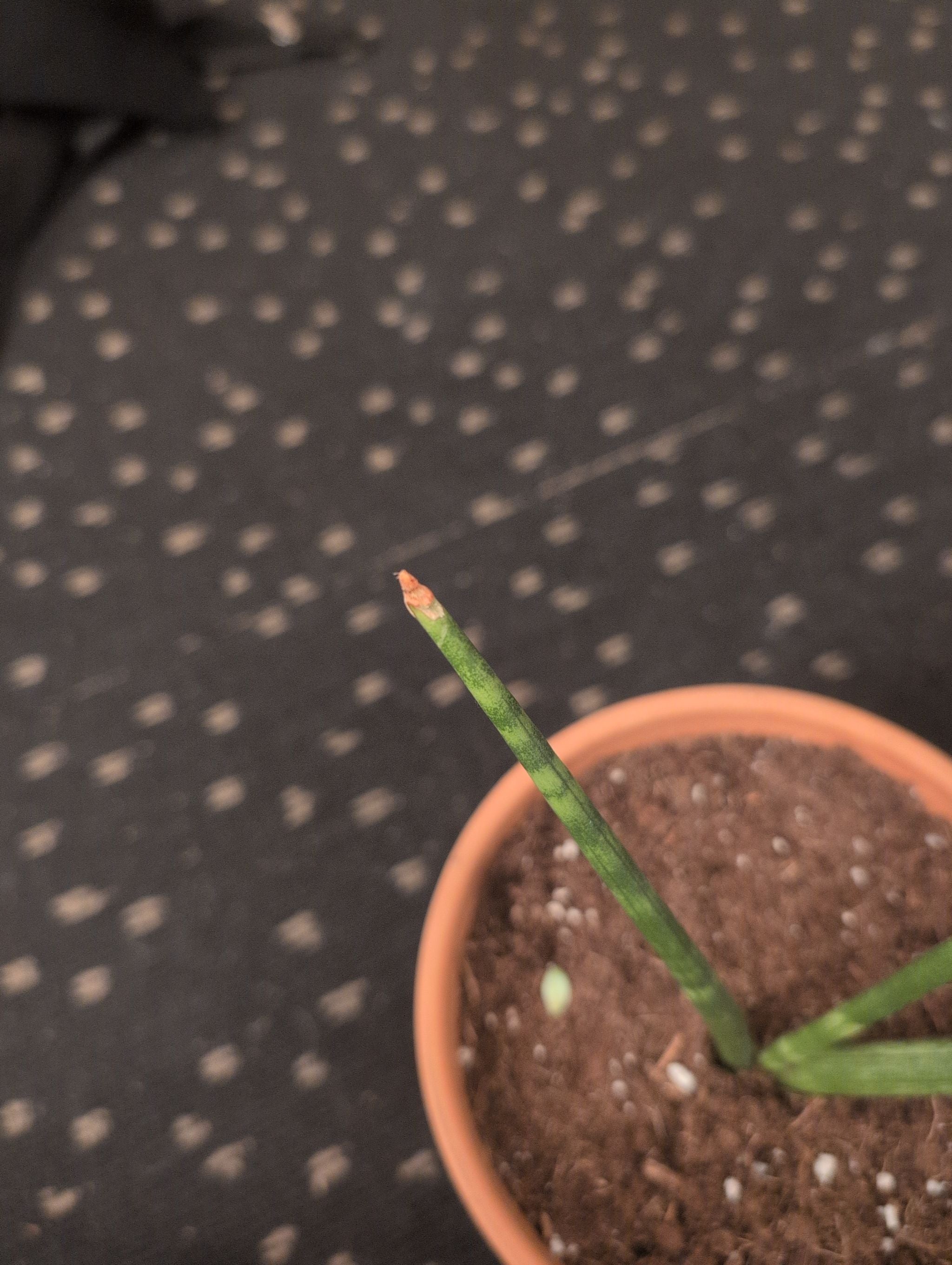 📏 Mature Height of Your African Spear Plant