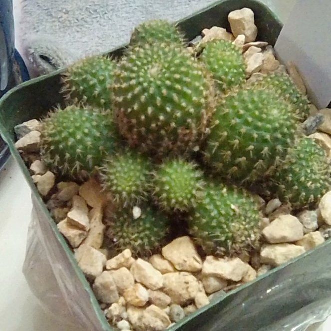 Photo of the plant species Rebutia perplexa by @EsteemedZebrina named Rebutia perplexa on Greg, the plant care app