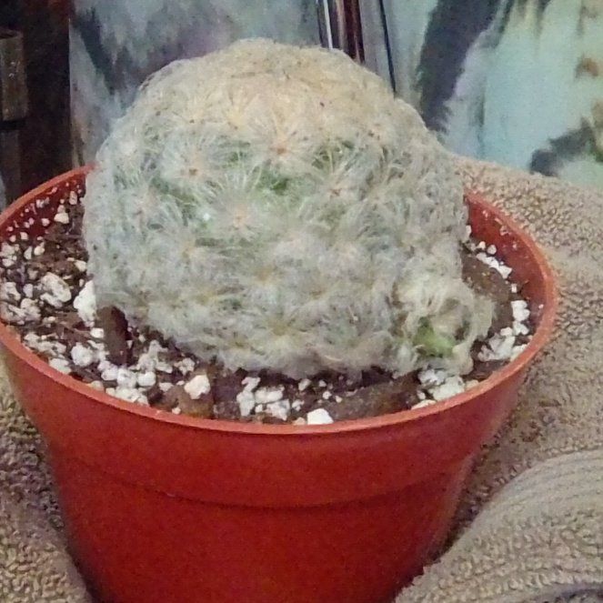 Photo of the plant species feather cactus by @EsteemedZebrina named Mammillaria plumosa on Greg, the plant care app