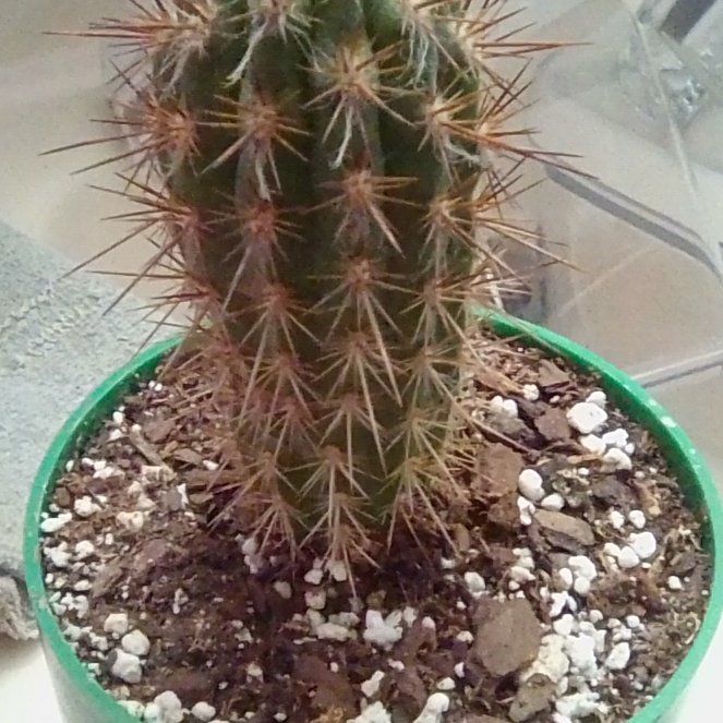 Photo of the plant species Xique-Xique Cactus by @EsteemedZebrina named Pilosocereus goinellei on Greg, the plant care app