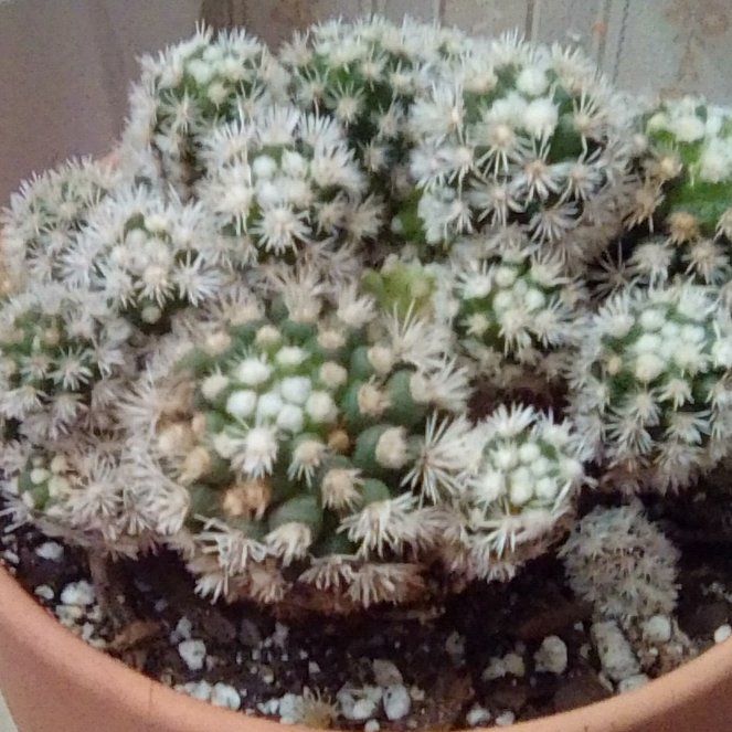 Photo of the plant species Arizona Snowcap Cactus by @EsteemedZebrina named Mammillaria gracilis fragilis on Greg, the plant care app