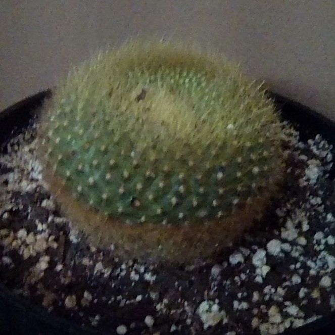Photo of the plant species Golden Ball Cactus by @EsteemedZebrina named Notocactus graessneri flaviflorus on Greg, the plant care app