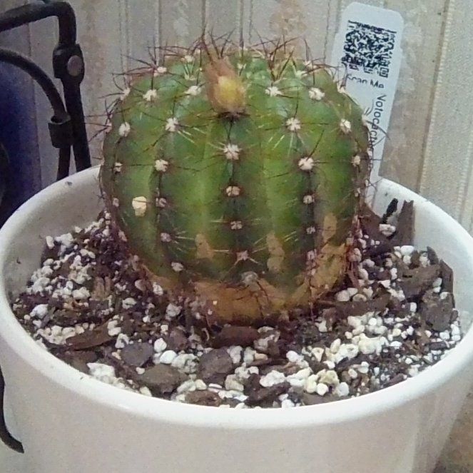 Photo of the plant species Notocactus ottonis by @EsteemedZebrina named Notocactus Ottonis Wigginsia Nothohorstii on Greg, the plant care app
