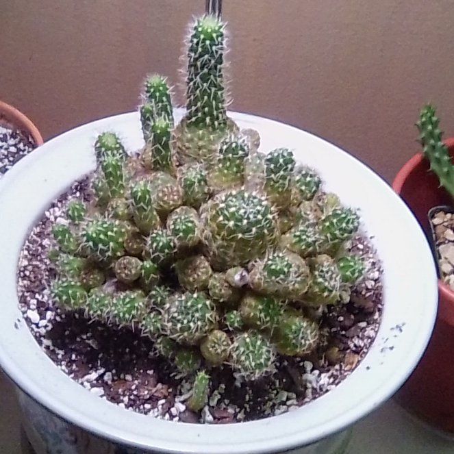 Photo of the plant species Spider Web Cactus by @EsteemedZebrina named Lobivia Arachnacantha cluster on Greg, the plant care app