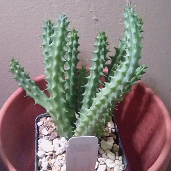Photo of the plant species Red Dragon Flower by @EsteemedZebrina named Huemia Schneideriana on Greg, the plant care app