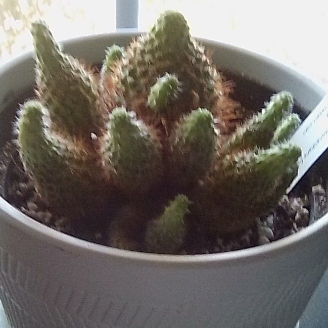 Photo of the plant species Orange Crown Cactus by @EsteemedZebrina named rebutia donaldriana fiebrigii on Greg, the plant care app