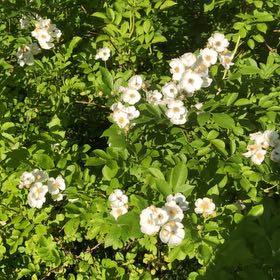 Photo of the plant species Multiflora Rose by @StarTreespurge named Huckleberry Fern on Greg, the plant care app